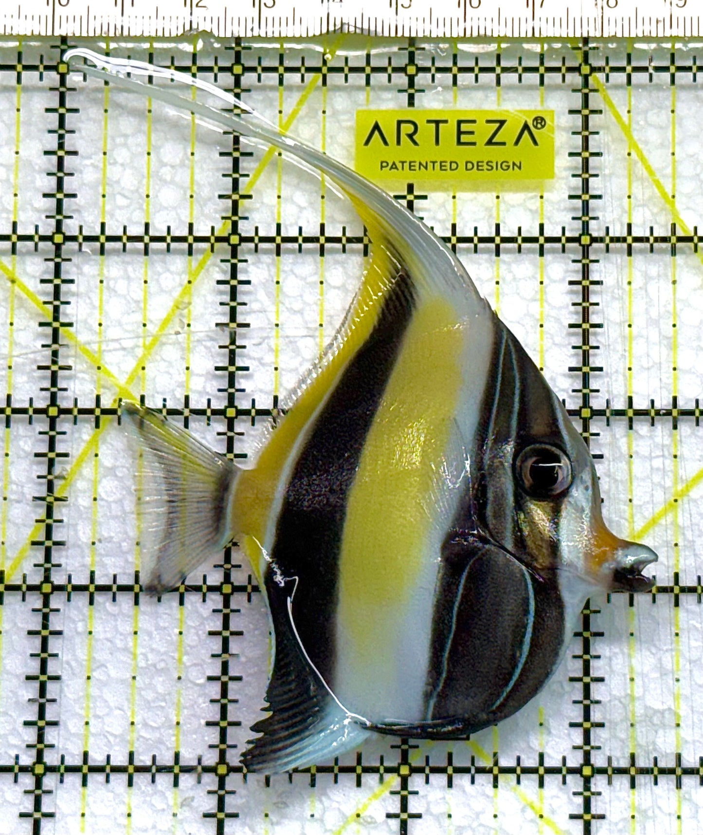 Moorish Idol Size: L 4" approx