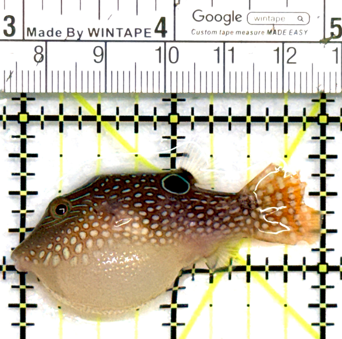 Blue Spot Toby Pufferfish BSTP101801 WYSIWYG Size: M 2" approx