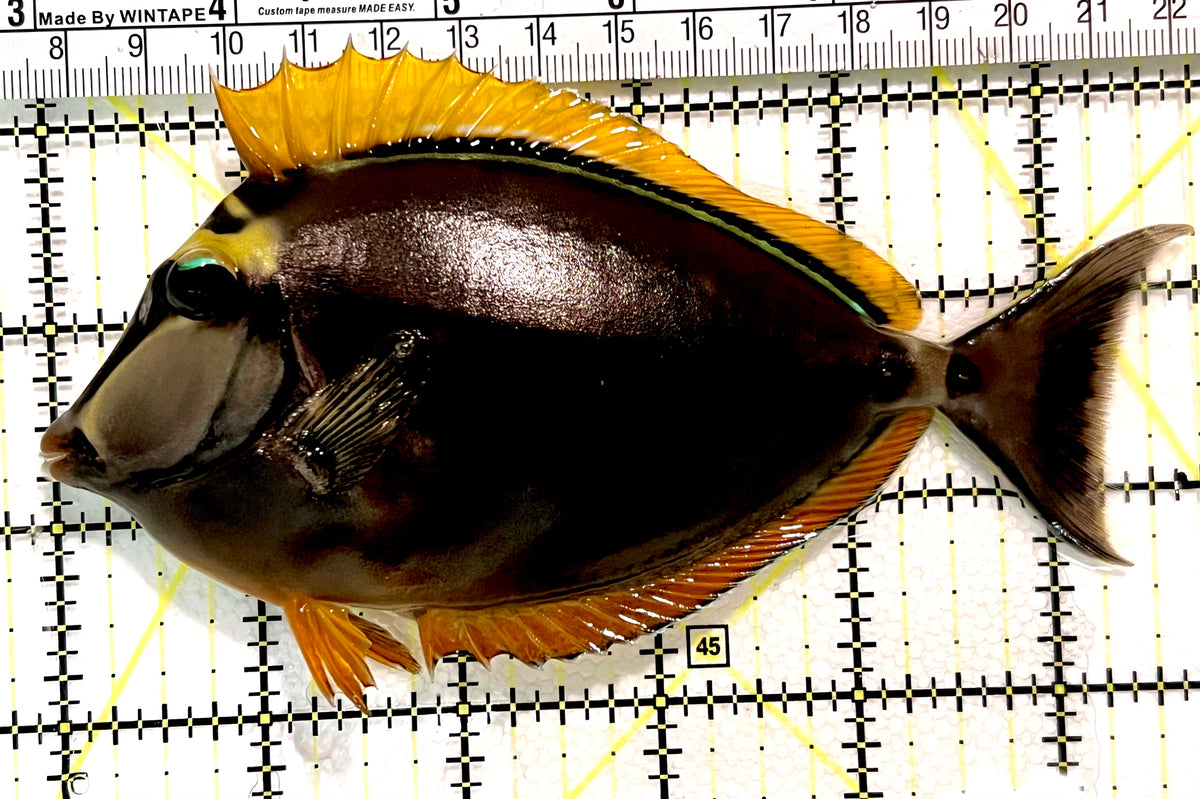 Blonde Naso Tang (Maldives Special Grade) BNT100404 WYSIWYG Size: ML 5.75" approx