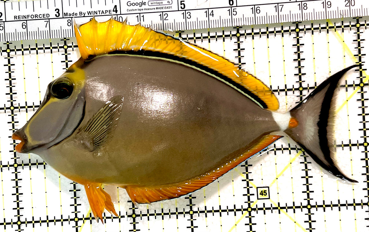 Blonde Naso Tang (Maldives Special Grade) BNT100405 WYSIWYG Size: ML 6" approx