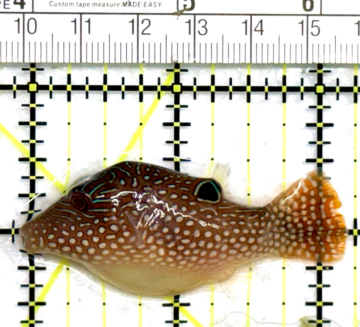 Blue Spot Toby Pufferfish BSTP101802 WYSIWYG Size: M 2.25" approx