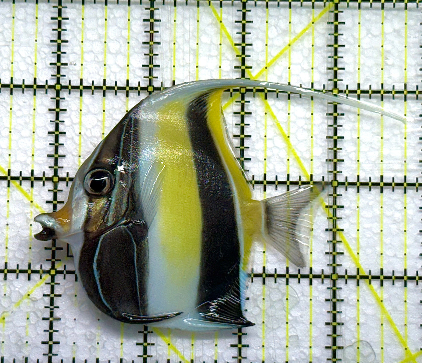 Moorish Idol Size: L 4" approx