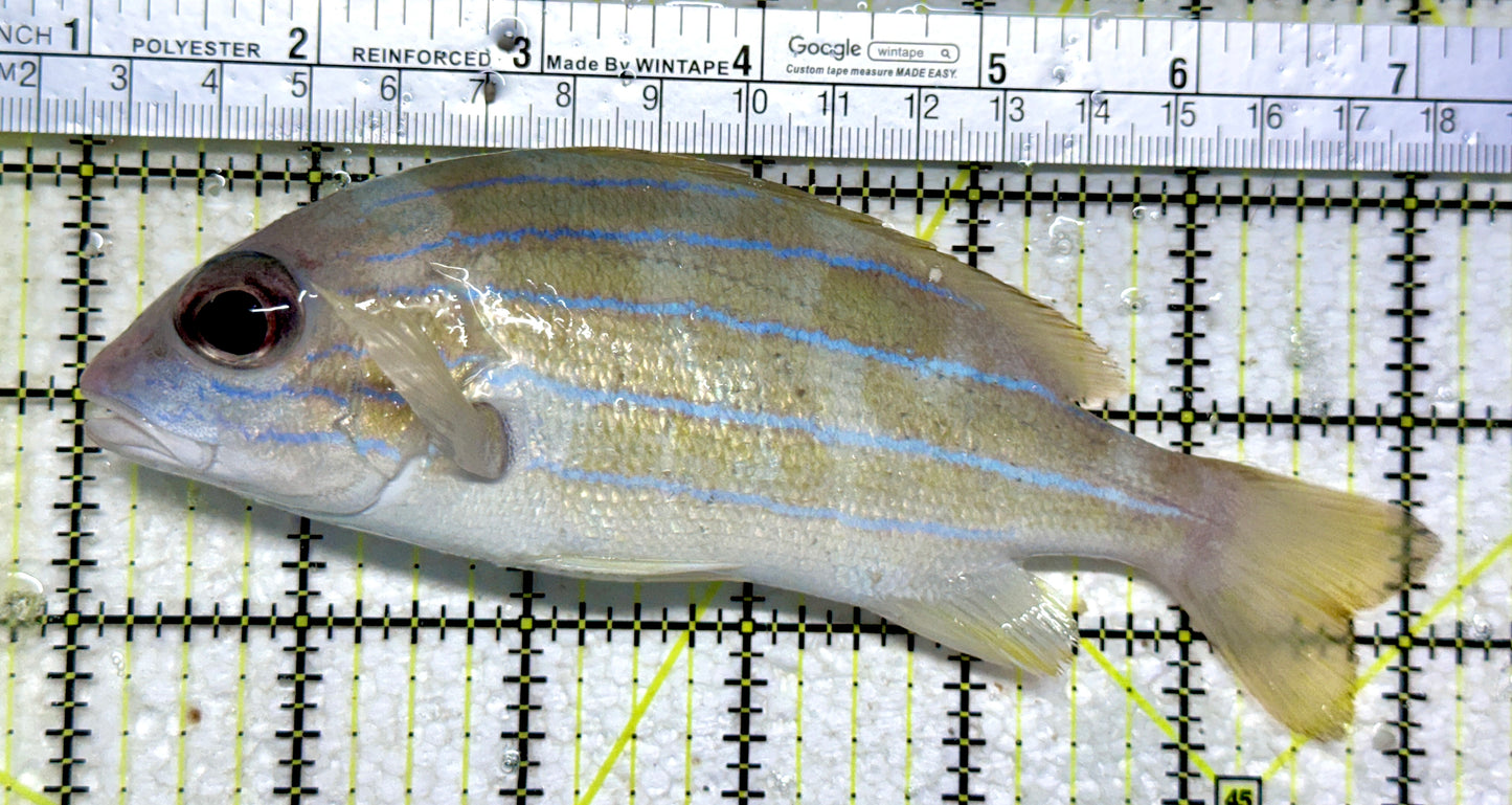 Blueline Snapper BS102301 WYSIWYG Size: XL 6"