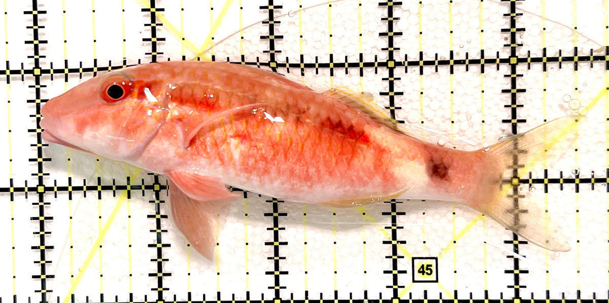 Goatfish G100501 WYSIWYG Size: XL 4.5" approx