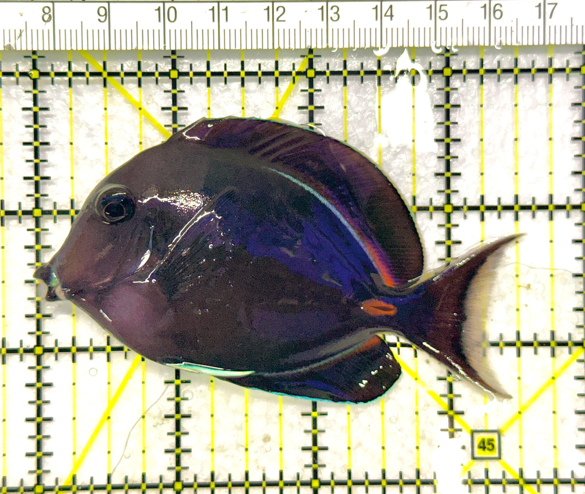 Achilles Tang AT101701 WYSIWYG Size: M 3.5" approx