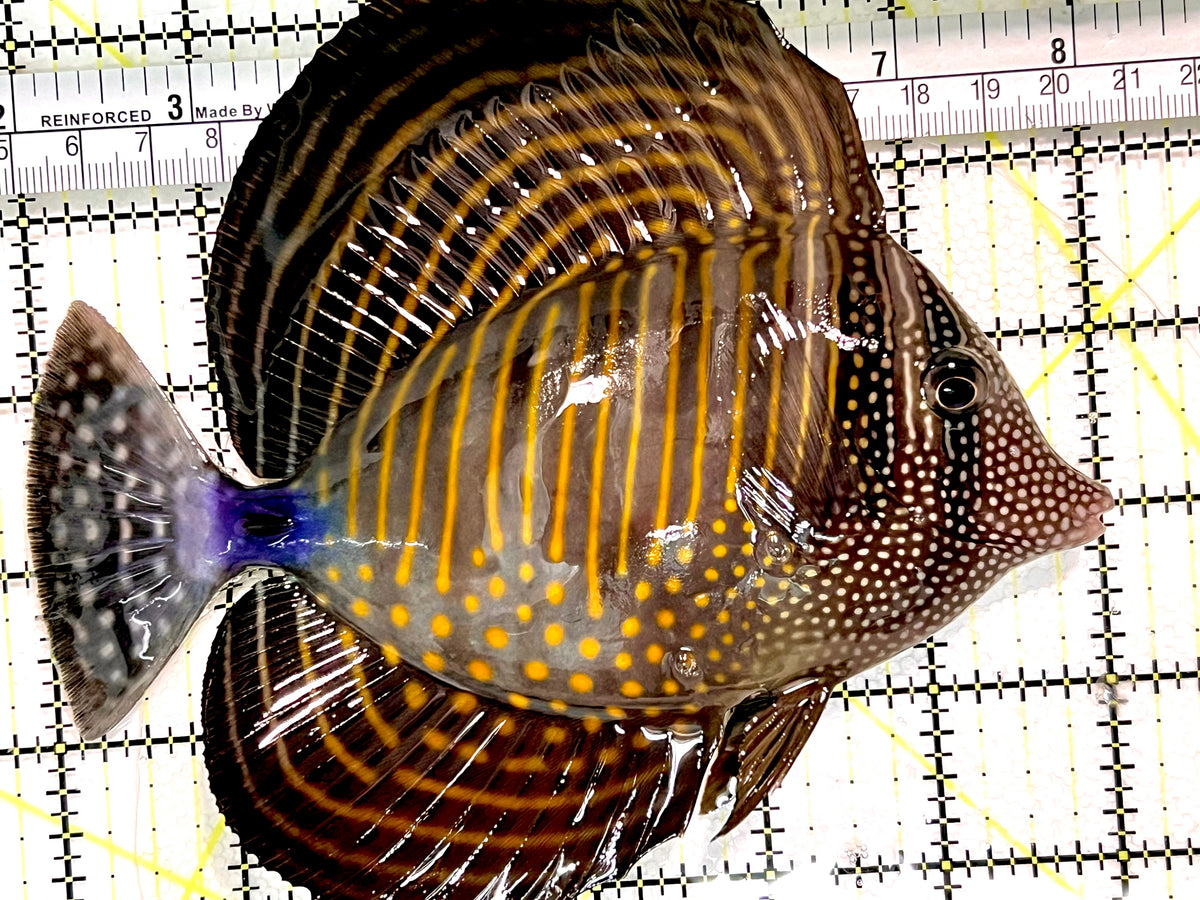 Desjardini Tang (Red Sea Sailfin Tang) DT100402 WYSIWYG Size: XL 6" approx