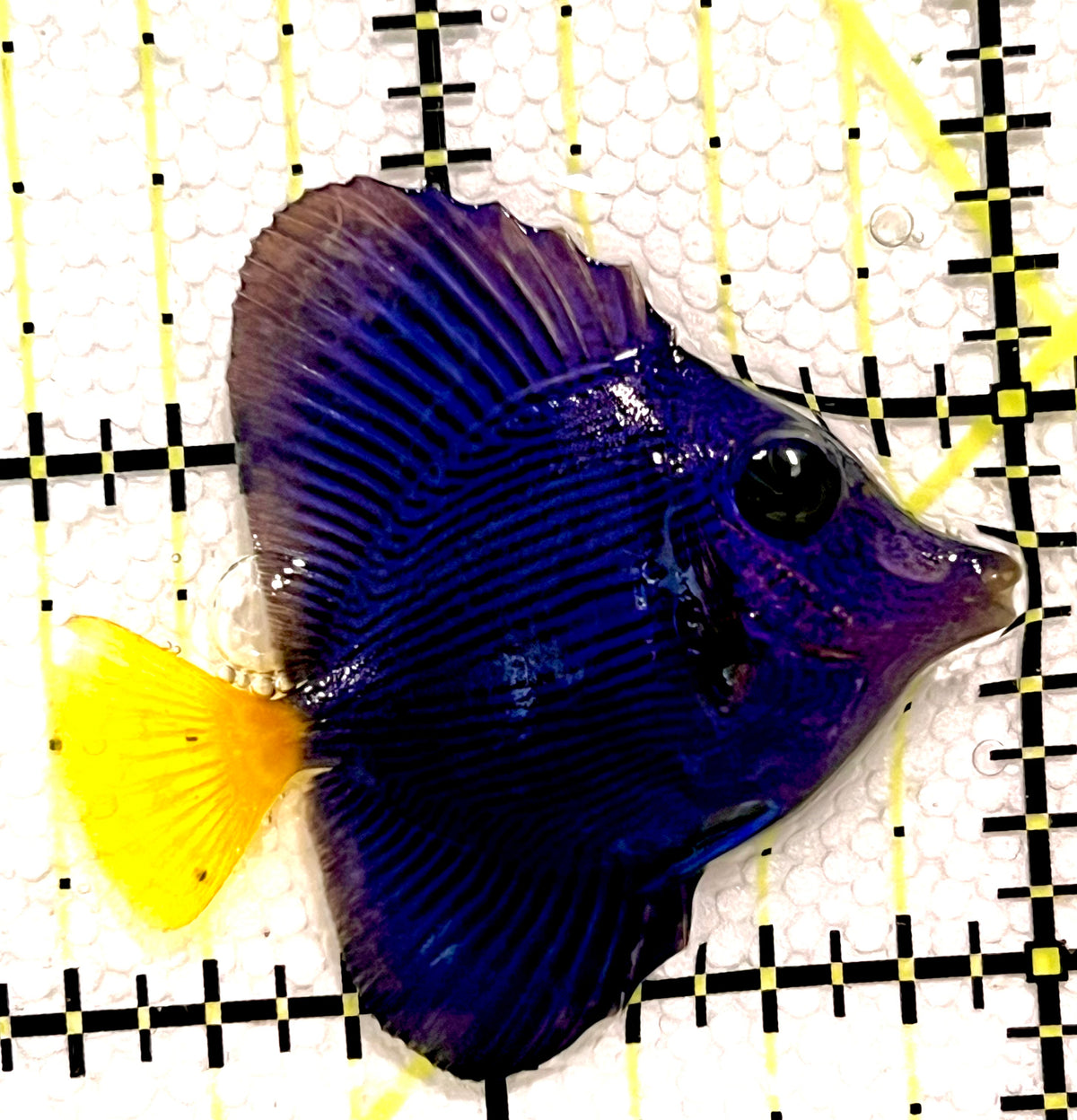 Purple Tang PT100401 WYSIWYG Size: Tiny 1.75" approx