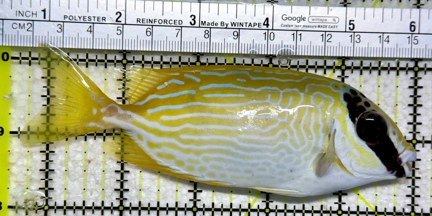 Blue Lined Rabbitfish BLR102301 WYSIWYG Size: L 5.25”