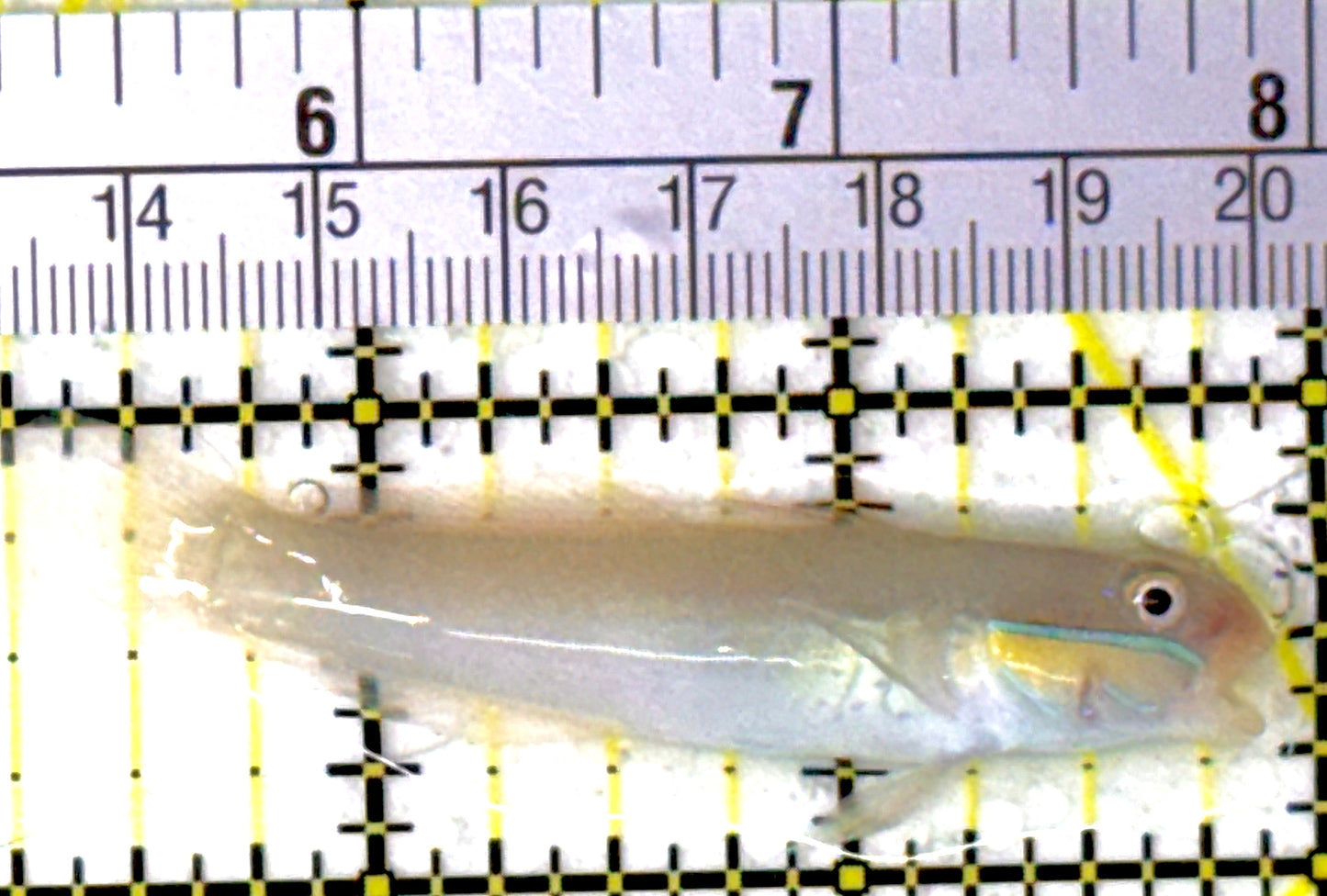 Golden Head Sleeper Goby GHSG111901 WYSIWYG Size: S 2.75"