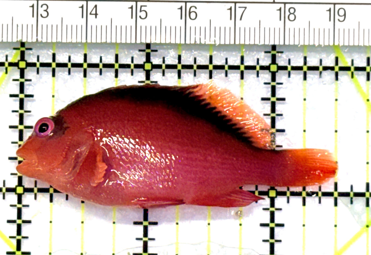 Flame Hawkfish FH101701 WYSIWYG Size: L 2.5" approx
