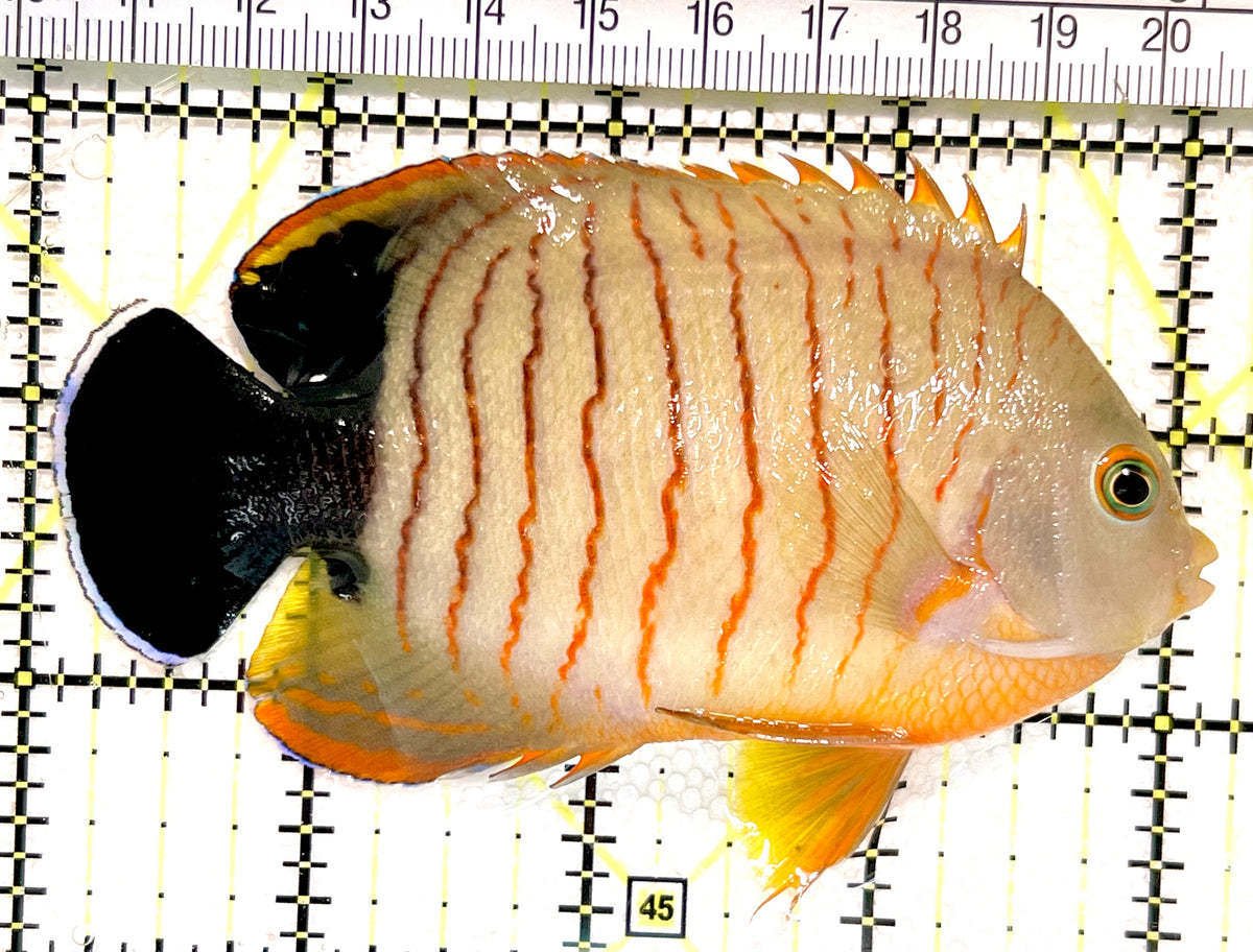 Eibli Angelfish EA100401 WYSIWYG Size: XXL/SHOW 4.25" approx