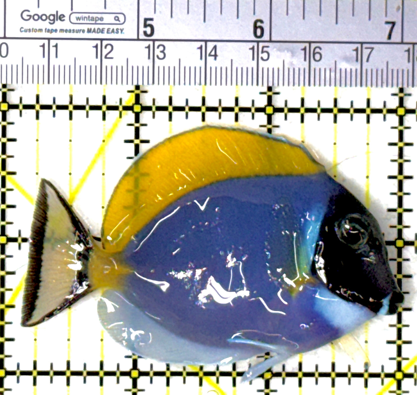 Powder Blue Tang PBT111902 WYSIWYG Size: S 3"