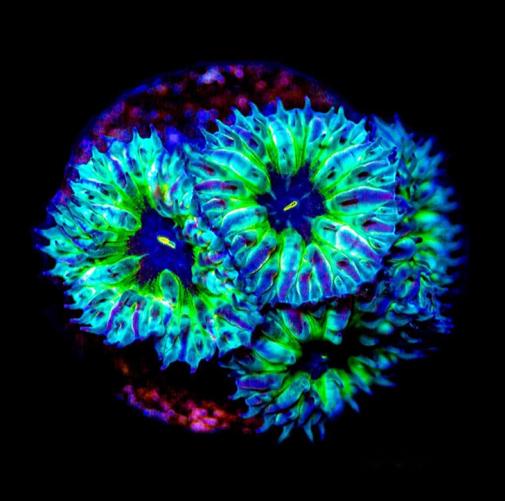 Aquaculture Starry Night Merletti Size: M 0.75” to 1” Frag