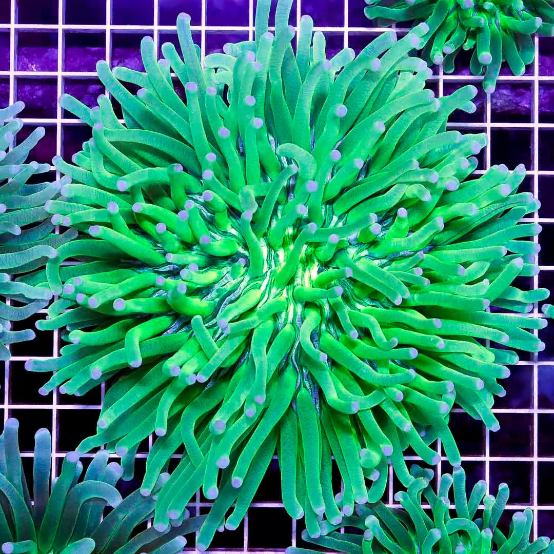 Aussie Neon Aussie Heliofungia ANAH040301 WYSIWYG