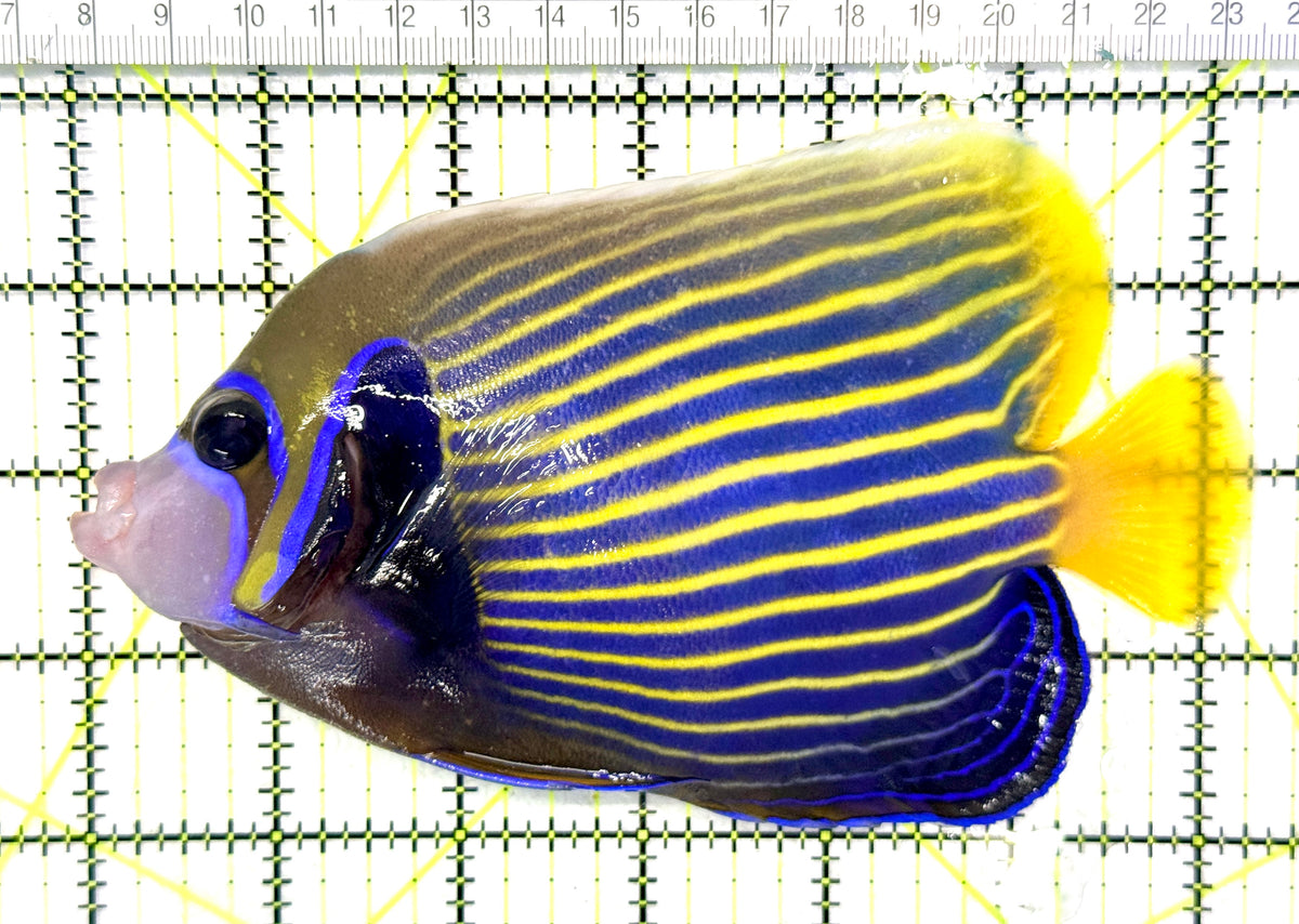 Emperor Angelfish Adult EAA101701 WYSIWYG Size: XL 6.25" approx