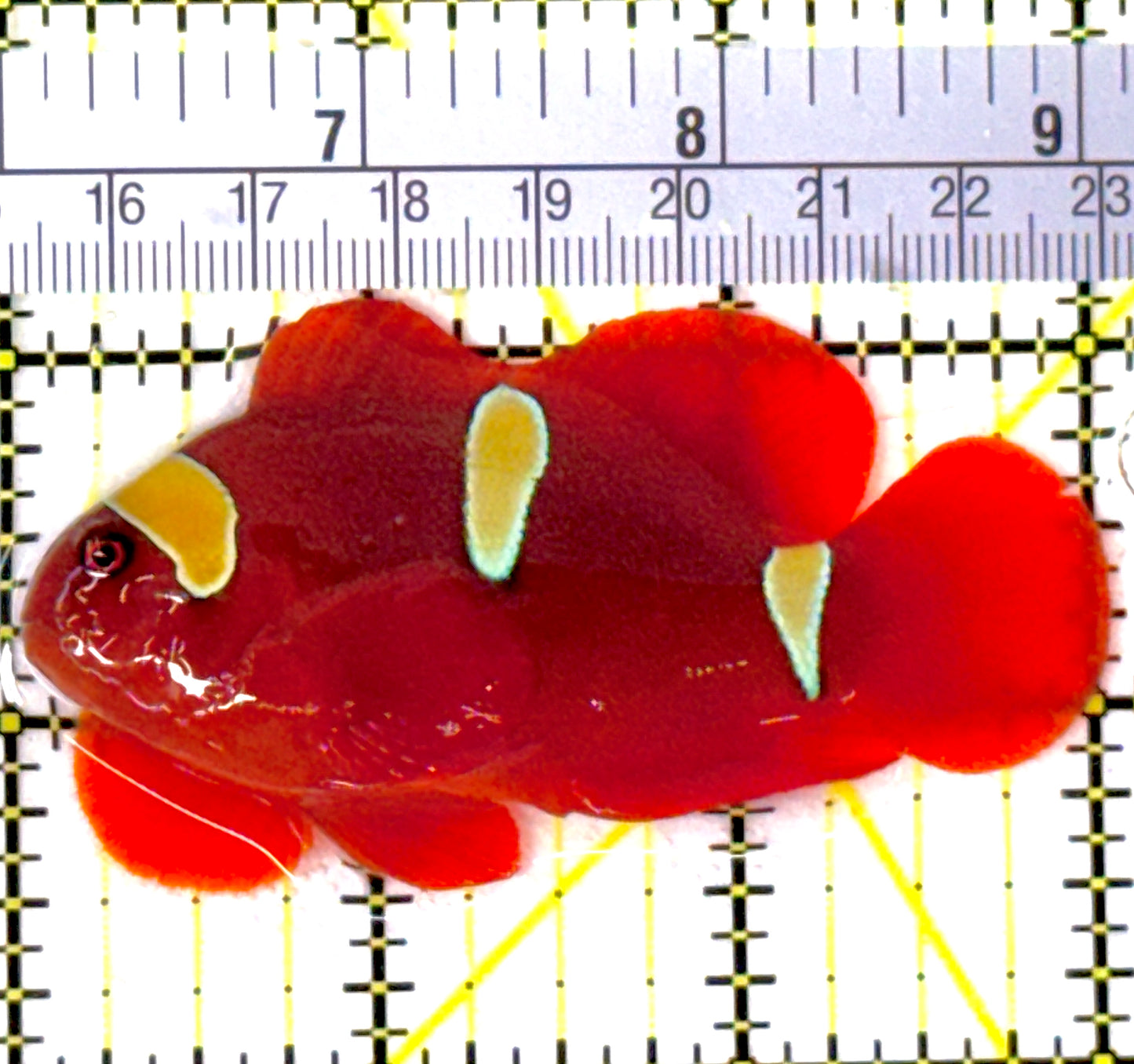 Gold Bar Maroon Clownfish Bali Grade A (Wild Caught) GMC111905 WYSIWYG Size: ML 3"