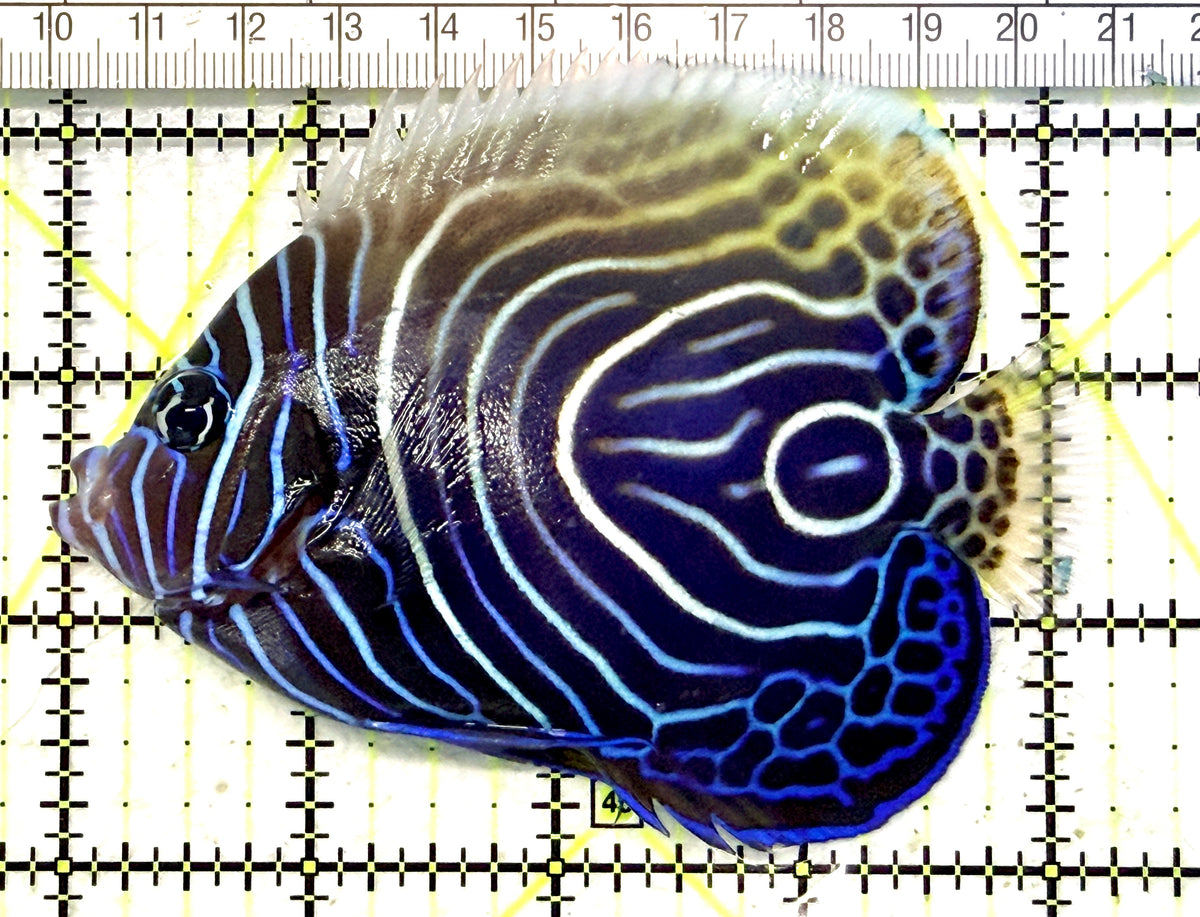Emperor Angelfish Juvenile/(May be Transition) EAJ101701 WYSIWYG Size: XL 4.25" approx