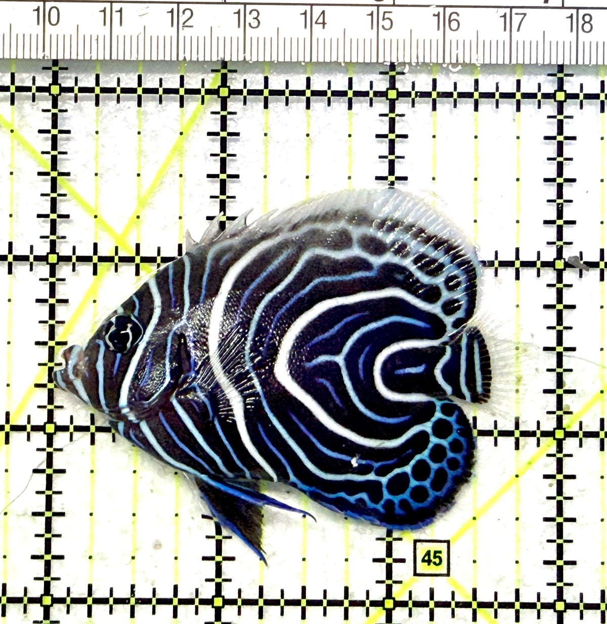 Emperor Angelfish Juvenile EAJ101702 WYSIWYG Size: M 3" approx
