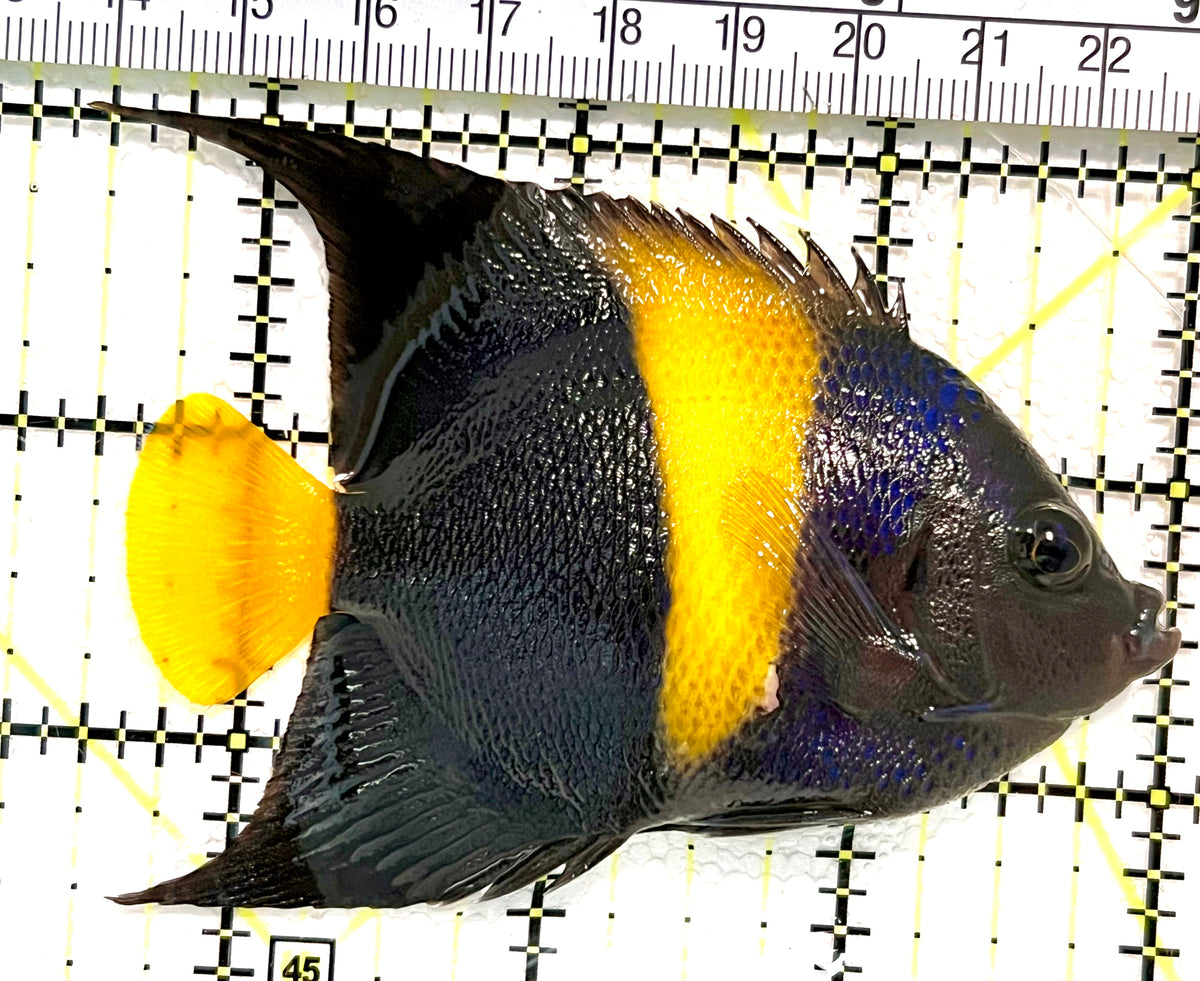 Asfur Angelfish AA100401 WYSIWYG Size: M 3.5" approx