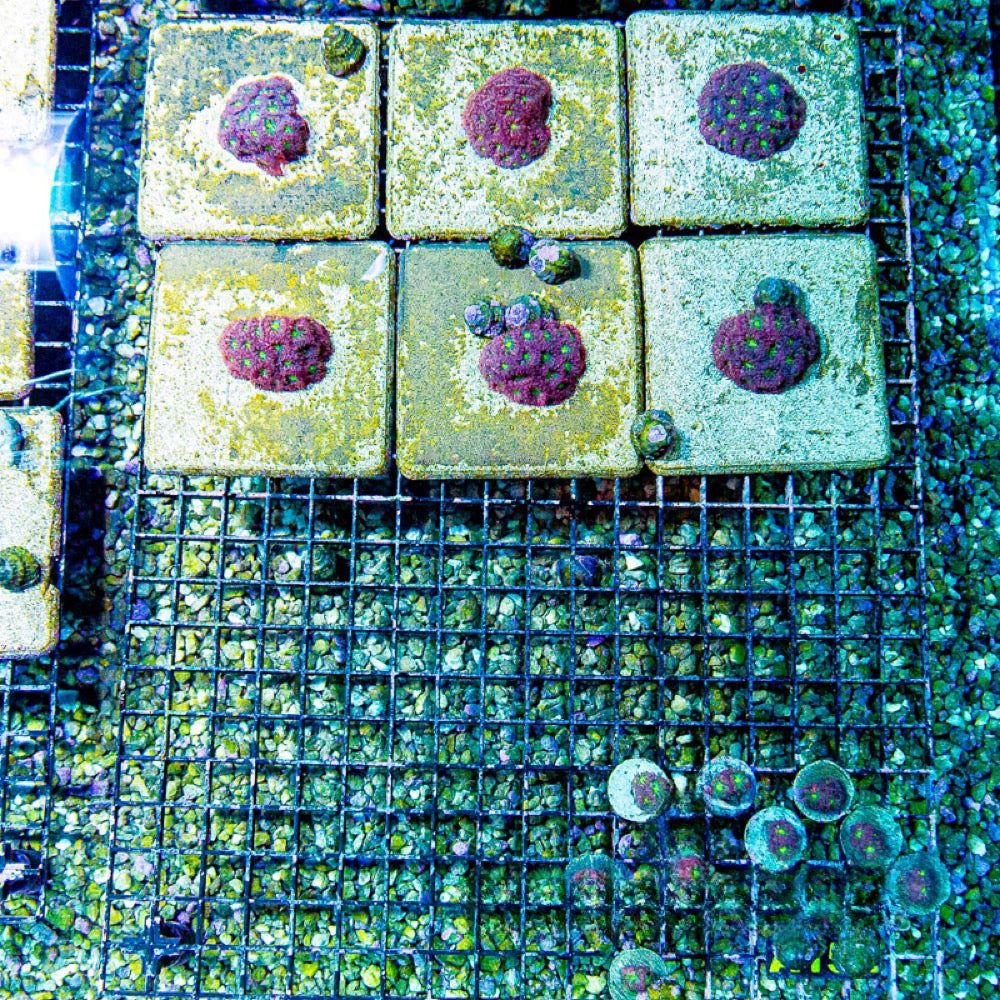 Aquaculture Rose Water Blastomussa Merletti Size: M 0.75” to 1” Frag