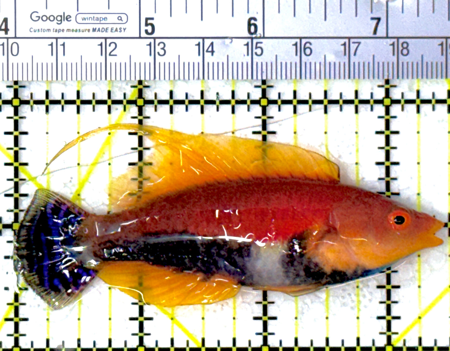 HighFin Fairy Wrasse HFW111901 WYSIWYG Size: SHOW 3.5"