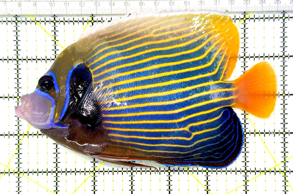 Emperor Angelfish Adult EAA101703 WYSIWYG Size: XL 6.75" approx
