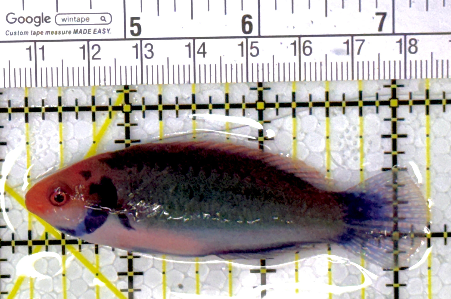 Redhead Solor (Clown Fairy) Wrasse RSW111902 WYSIWYG Size: XL 3"