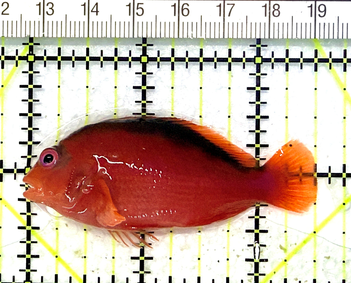 Flame Hawkfish FH101702 WYSIWYG Size: L 2.5" approx