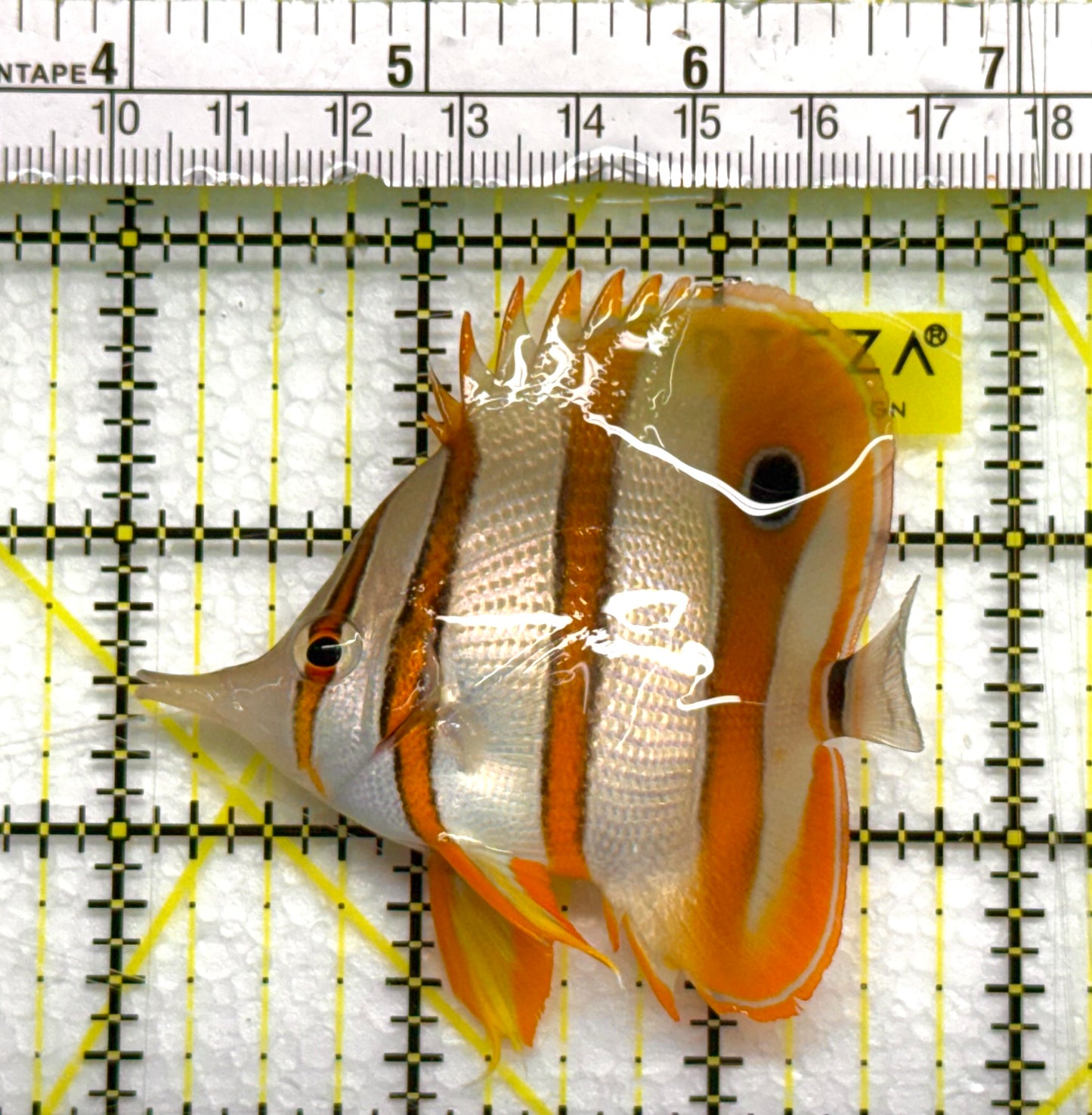 Copperband Butterflyfish CB041005 WYSIWYG Size: M 2.75" approx
