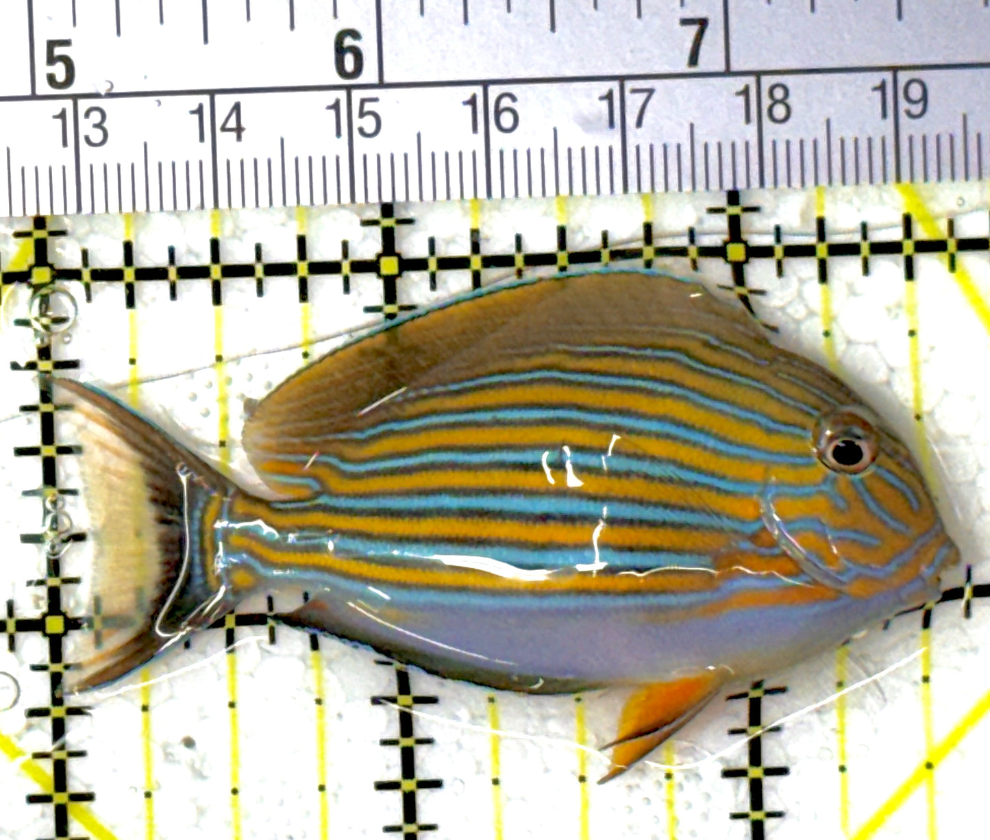 Clown Tang CT111901 WYSIWYG Size: S 2.75"