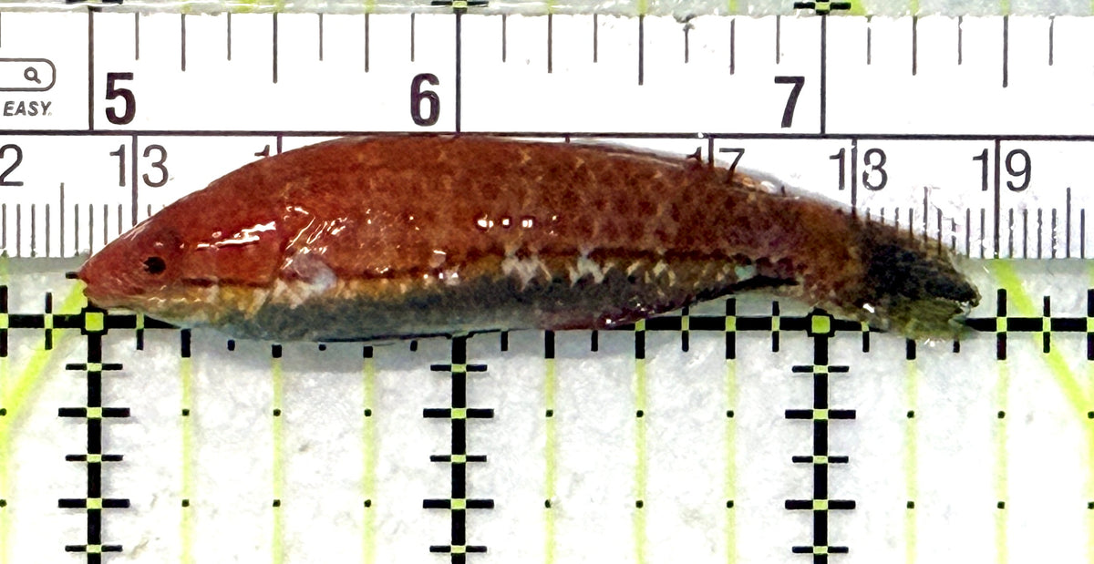 HighFin Fairy Wrasse (Maldives Special Grade) HFW101701 WYSIWYG Size: XL 2.5" approx