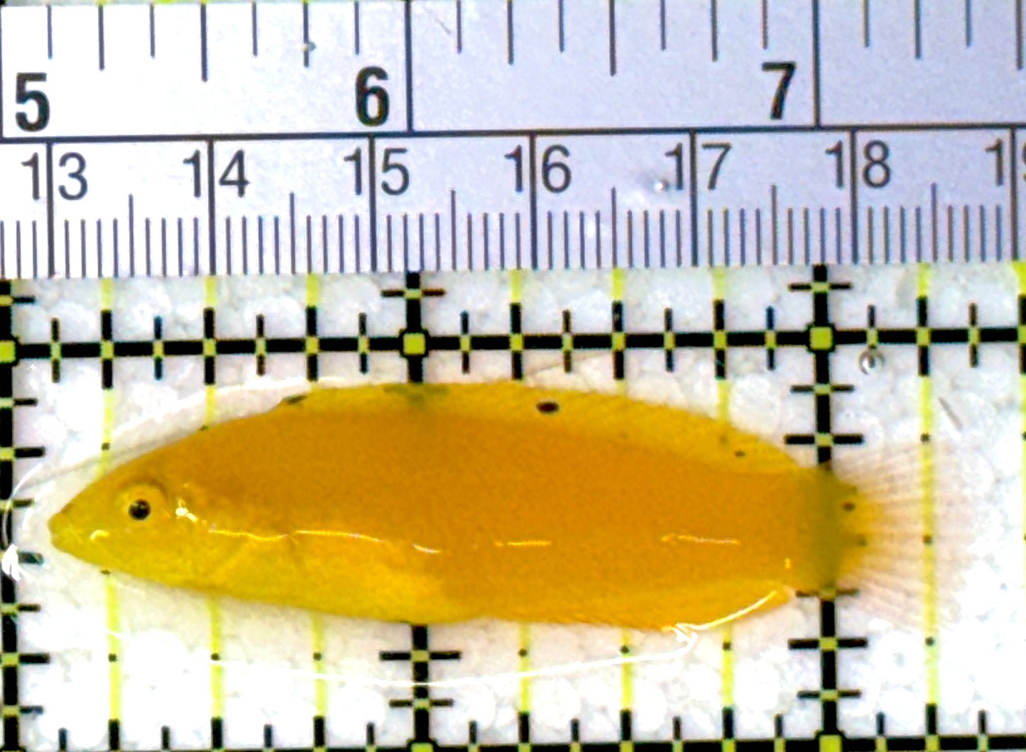 Yellow Coris Wrasse YCW111901 WYSIWYG Size: M 2.25"