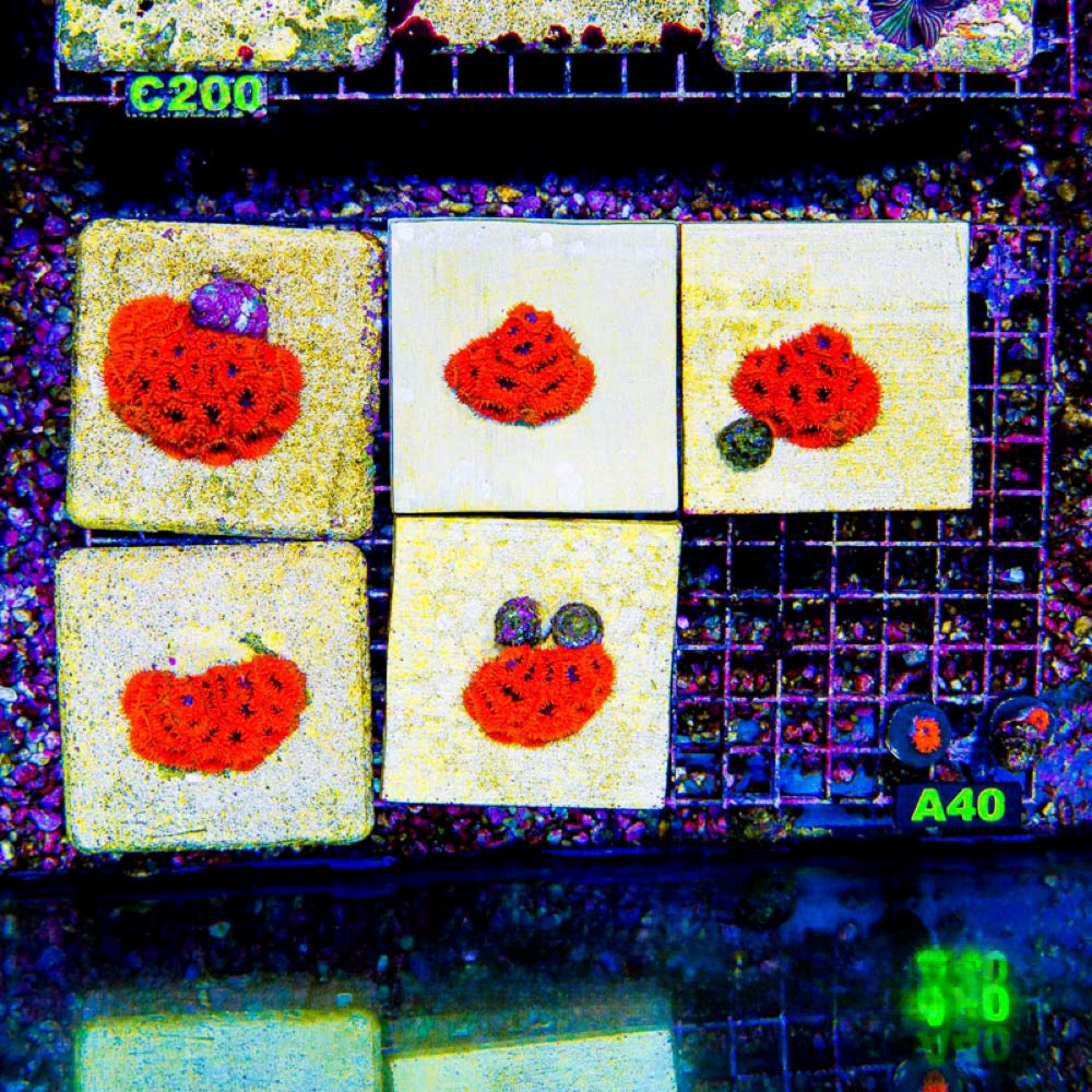 Aquaculture Final Destination Blastomussa Size: M 0.75” to 1” Frag
