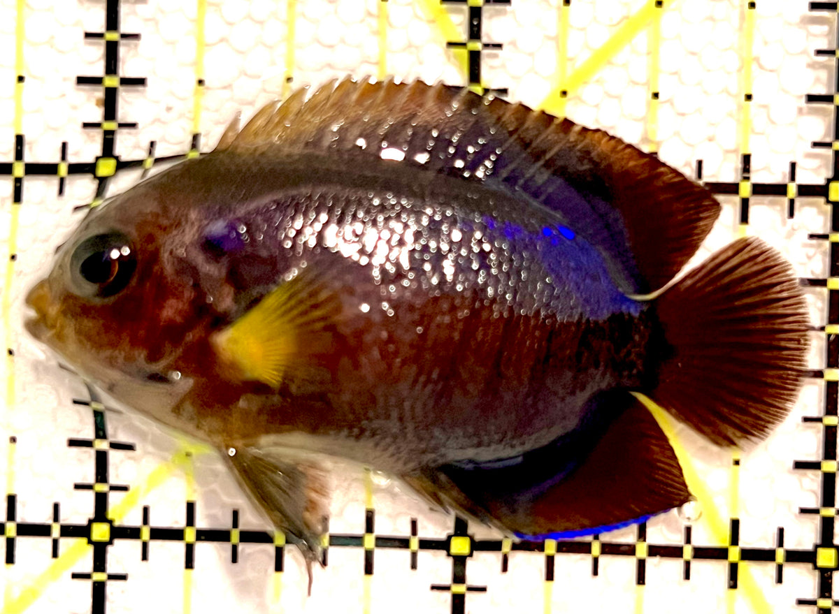 Yellowfin Angelfish (Maldives Special Grade) YA100501 WYSIWYG Size: M 2.25" approx