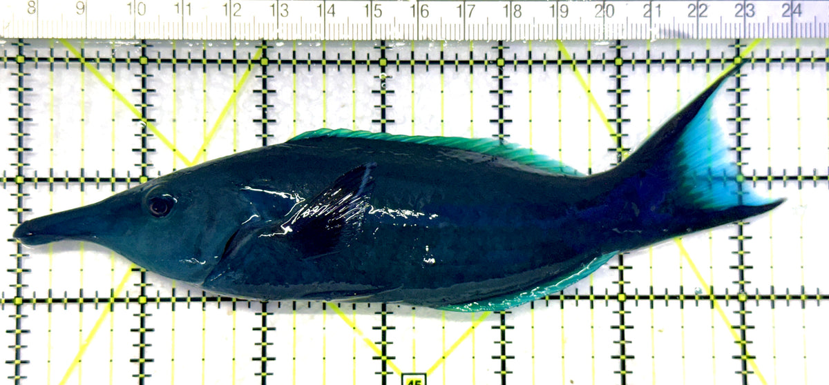 Green Bird Wrasse GBW101702 WYSIWYG Size: XL 6.25" approx