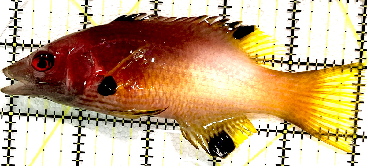 Coral Hogfish CH100601 WYSIWYG Size: XL 5" approx