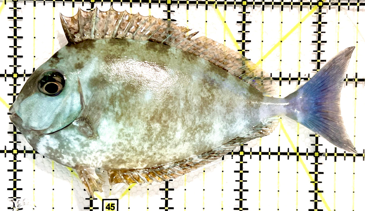 Longnose Spotted Unicorn Tang LSUT100601 WYSIWYG Size: M 4.5" approx