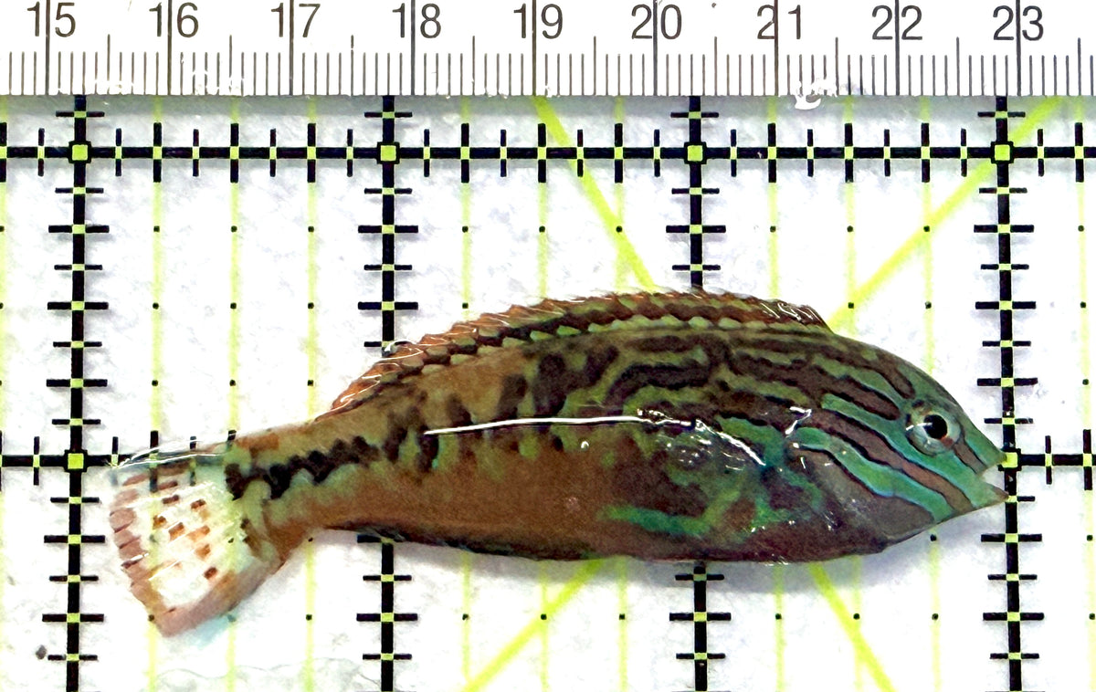 BlueStar Divided Leopard Wrasse Male BDLWM101701 WYSIWYG Size: M 3" approx