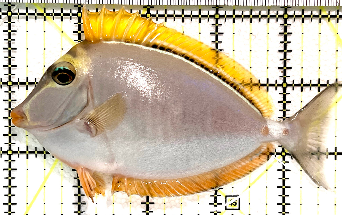 Blonde Naso Tang (Maldives Special Grade) BNT100501 WYSIWYG Size: M 4.75" approx