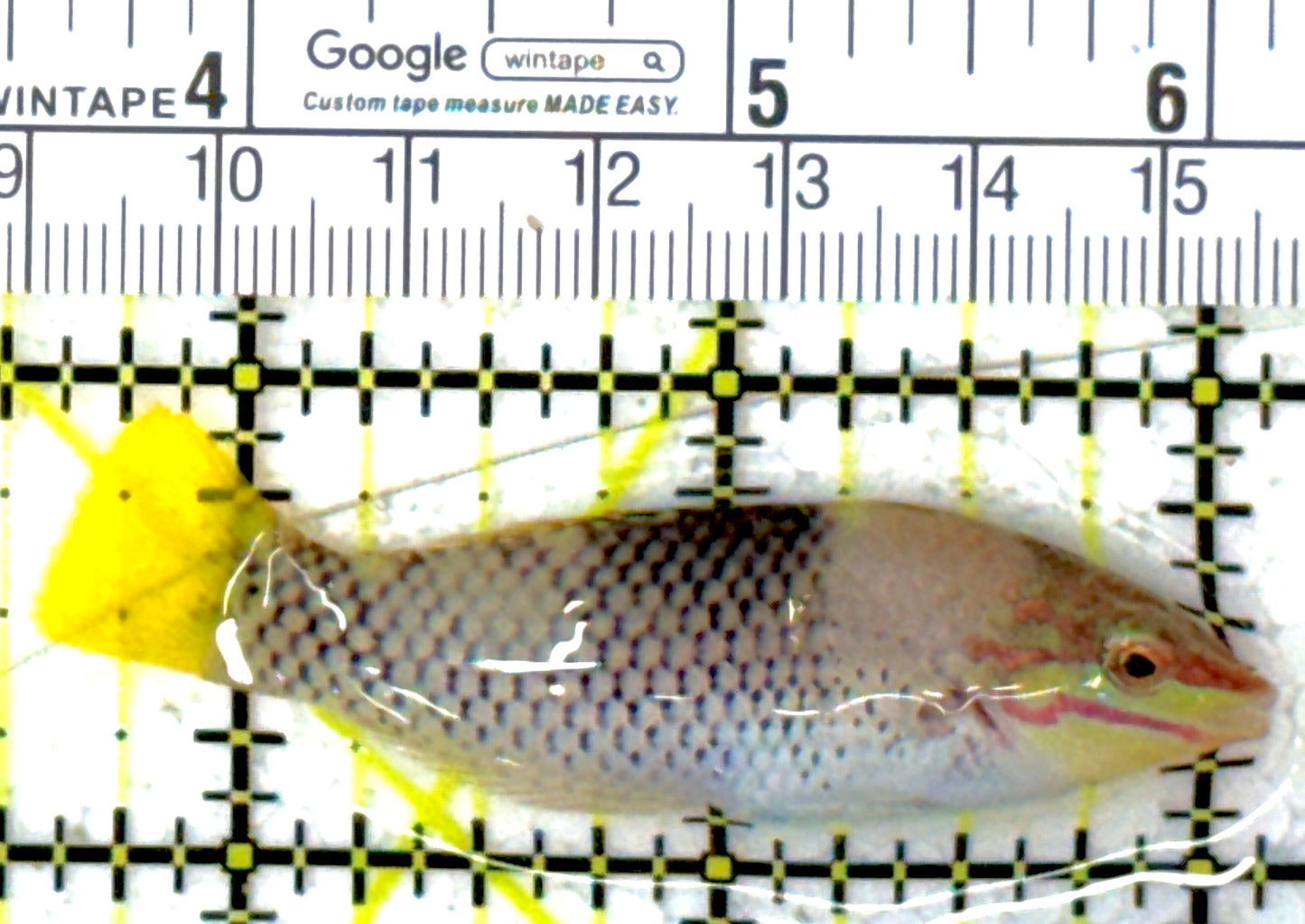 Checkerboard Wrasse CW111901 WYSIWYG Size: M 2.75"