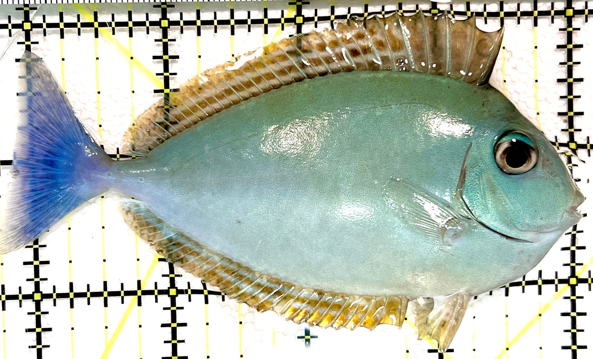 Black Tongue Unicorn Tang BTUT100601 WYSIWYG Size: ML 4.25" approx