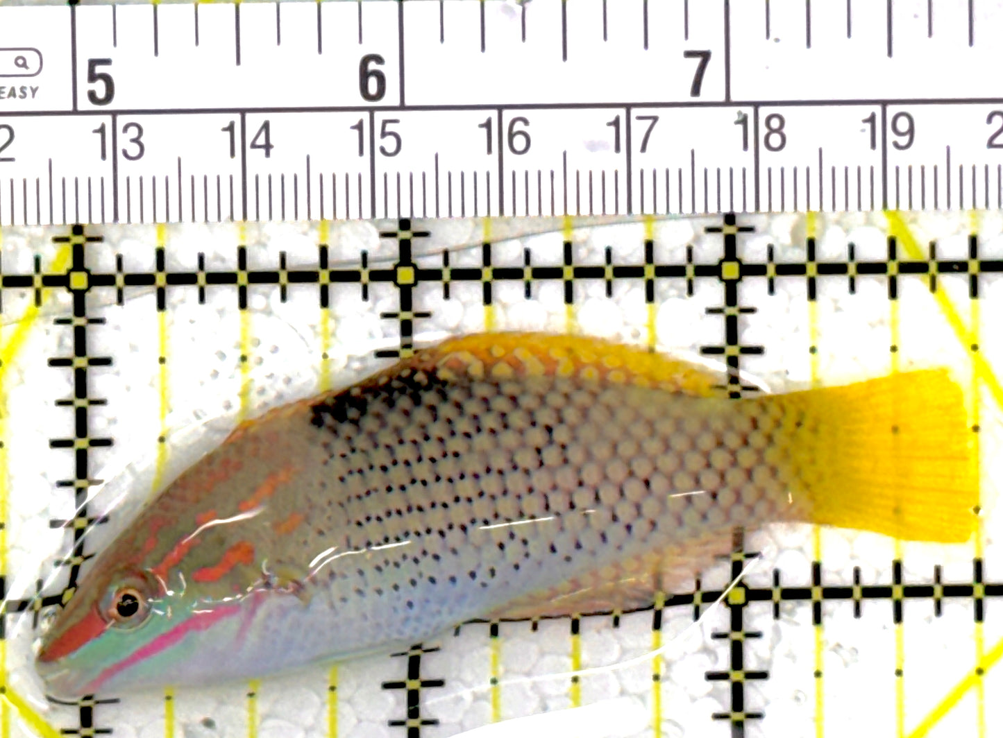 Checkerboard Wrasse CW111902 WYSIWYG Size: M 3"