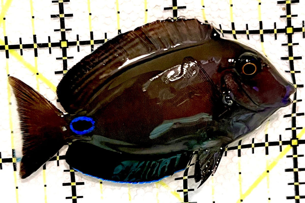 Lieutenant Tang LT100501 WYSIWYG Size: S 2.5" approx