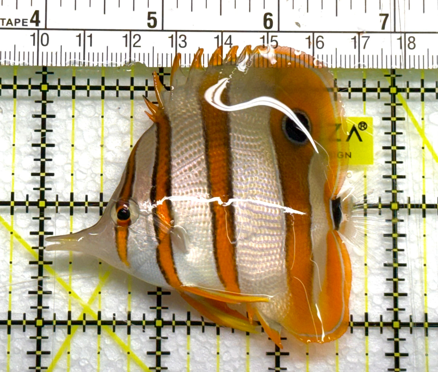Copperband Butterflyfish CB041006 WYSIWYG Size: ML 3" approx