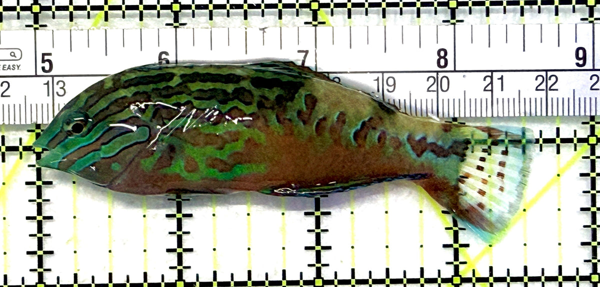 BlueStar Divided Leopard Wrasse Male BDLWM101703 WYSIWYG Size: L 3.5" approx