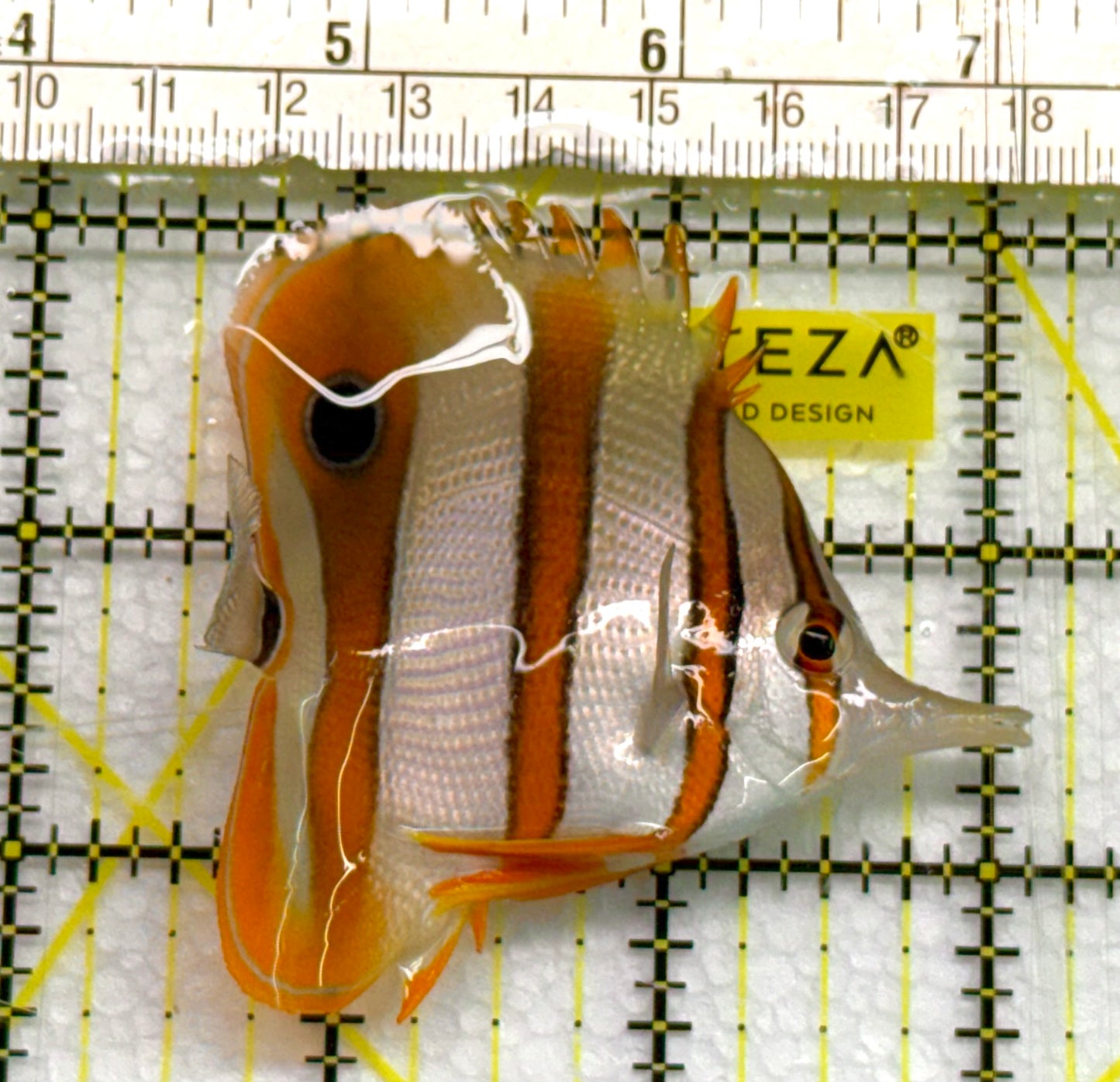 Copperband Butterflyfish CB041006 WYSIWYG Size: ML 3" approx