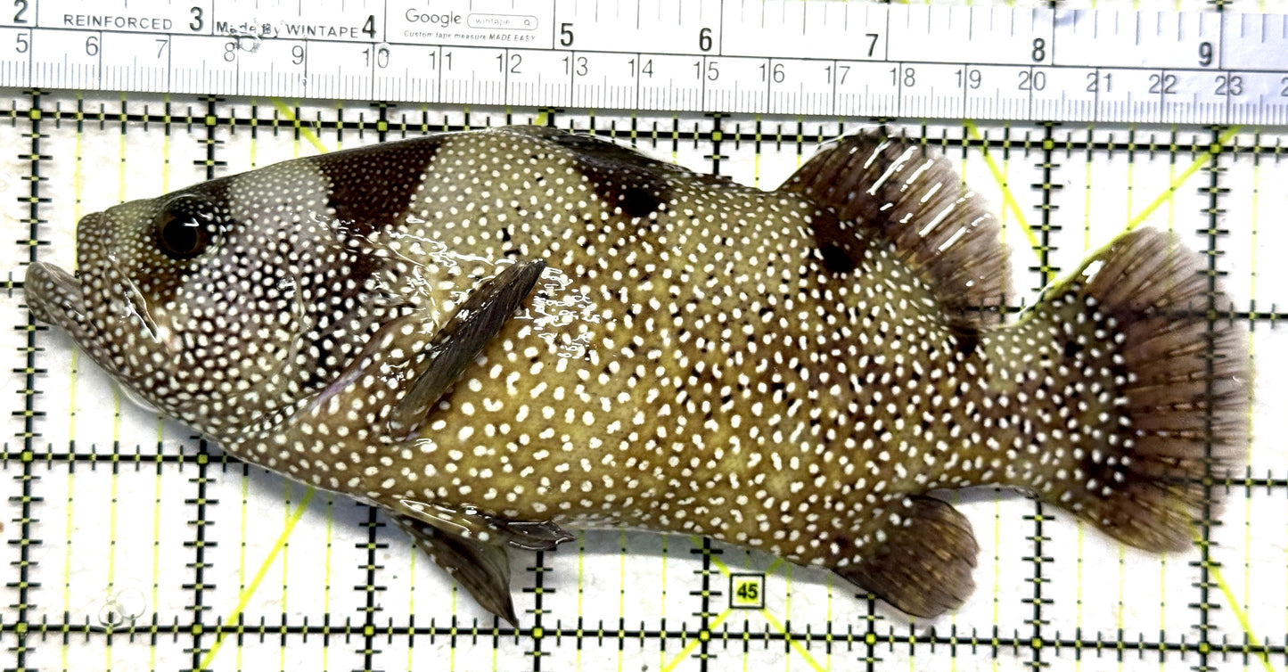 Clown Grouper CG102301 WYSIWYG (Solomon Islands Special Grade) Size: XXL 7.5" approx