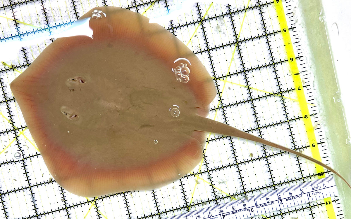 Rare Whiptail Sting Ray (Species Uknown) RWSR100701 WYSIWYG Size: ML 11" approx