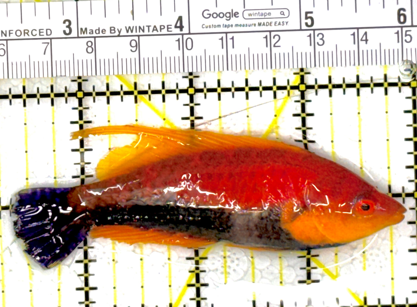 HighFin Fairy Wrasse HFW111902 WYSIWYG Size: SHOW 3.5"