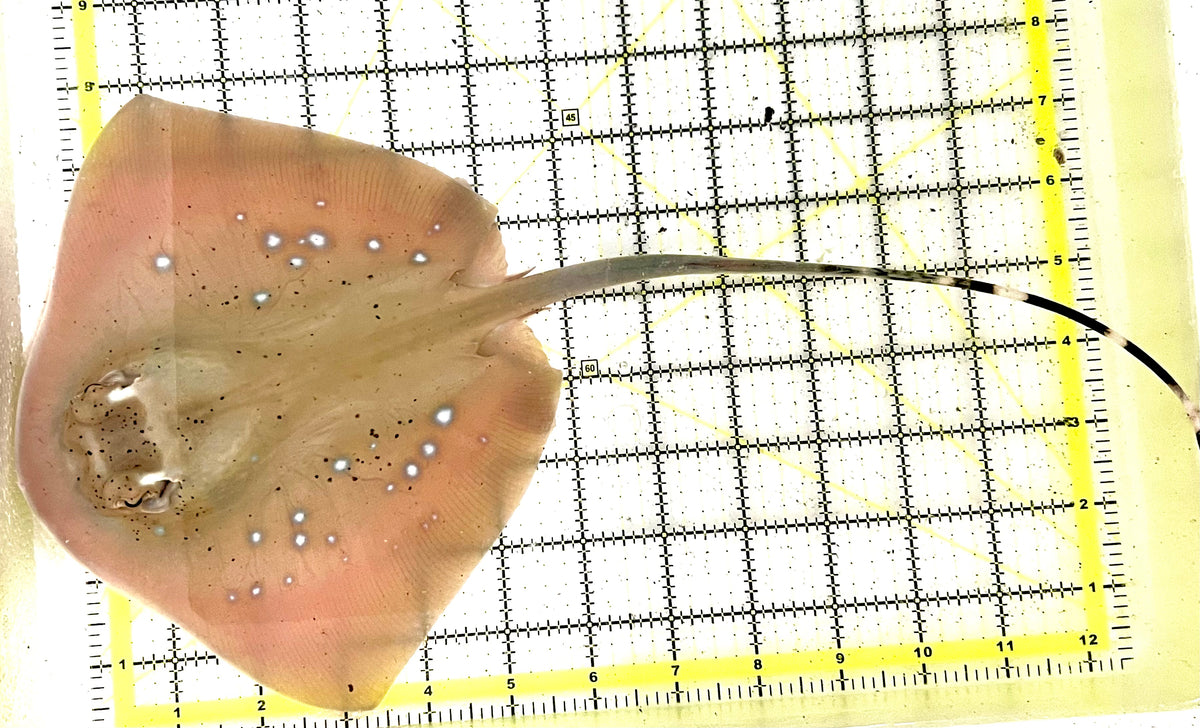 Kuhl's Masked Blue Spotted Sting Ray (Triangular Body Shape) KMBSSR100601 WYSIWYG Size: M 13" approx